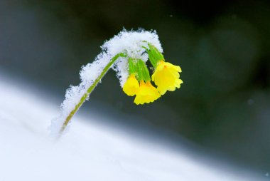 Sarı çuha çiçeği, inek ayağı (Primula veris) karla kaplı