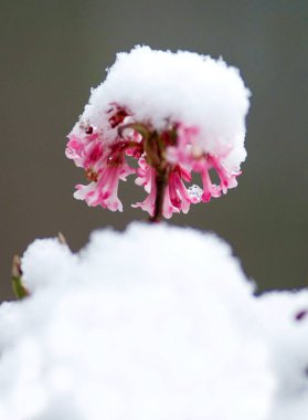 (Viburnum farreri Duft-Schneeball