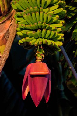 Muz ağacı (Musa) La Palma, Kanarya Adaları, İspanya