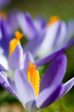 bahar crocus (Crocus Vernus) Münih, Bavyera, Almanya