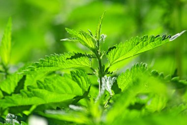 Yaygın, yakıcı ya da acı veren ısırgan otu (urtica dioica urens)