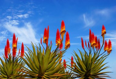 close up of Aloe Vera flowers (Aloe Vera) against blue sky, near Los Canarios, La Palma, Canary Islands, Spain clipart