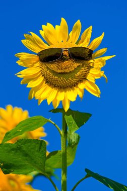 Bir ayçiçeği tarlasında (Helianthus Annuus), gülen surat, Bavyera, Almanya