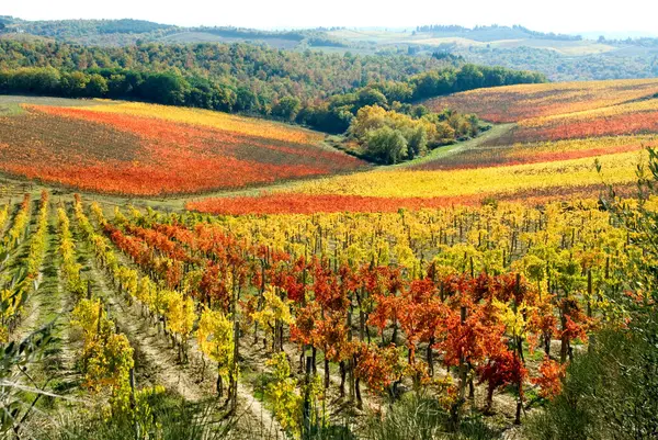 wine yards in autumn, fall, with red and yellow leaves, between Poggibonsi and Castellina in Chianti, in wine-growing area or region of Chianti, Tuscany, Italy, Europe