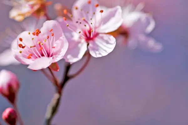 Japon kirazının beyaz ve pembe çiçeğinin (Prunus serrulata)