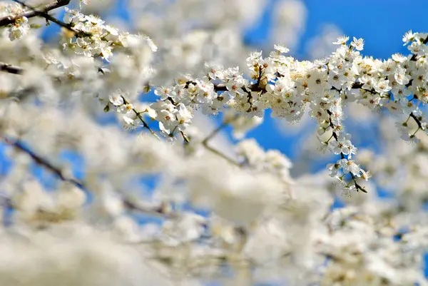 white bloom on a branch of an ornamental shrub in front of blue sky