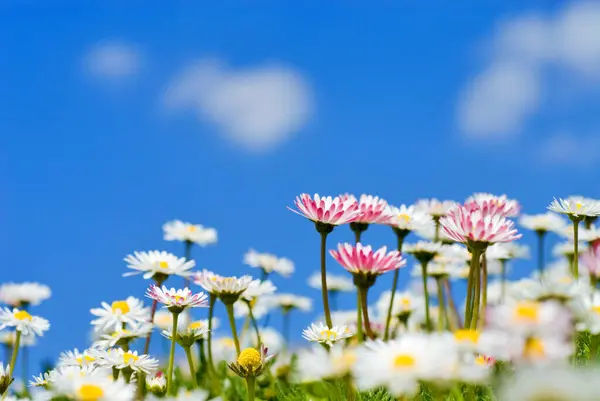 closeup of many daisies  (Bellis perennis) against blue sky