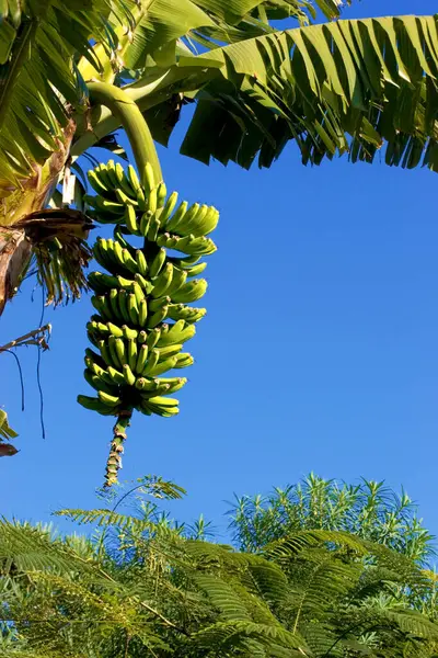 Bir fidanlıkta yeşil muz ağacı, La Palma, Kanarya Adaları, İspanya