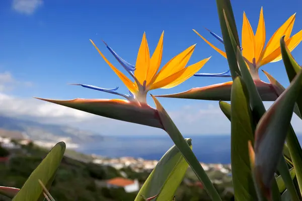 Cennet kuşu veya turna çiçeği (Strelitzia reginae) La Palma, Kanarya Adaları, İspanya