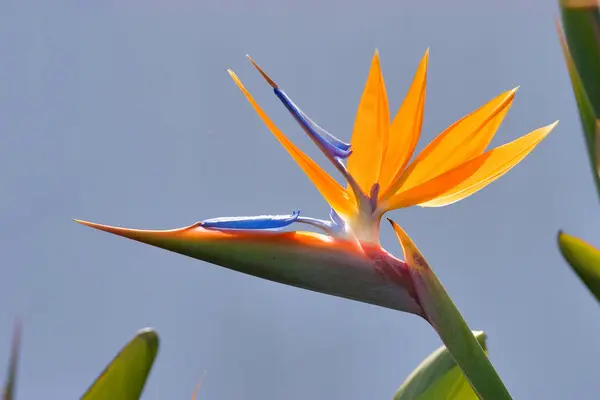 Cennet kuşu veya turna çiçeği (Strelitzia reginae) La Palma, Kanarya Adaları, İspanya