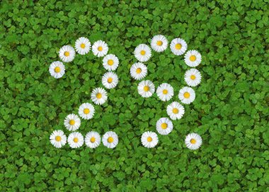 number written with daisies (bellis perennis) on green clover clipart