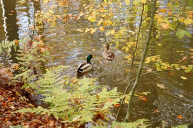 De Bilt, Hollanda 'da bir gölette yüzen iki ördek. Sonbahar sahnesi.