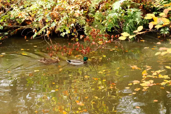 De Bilt, Hollanda 'da bir gölette yüzen iki ördek.. 