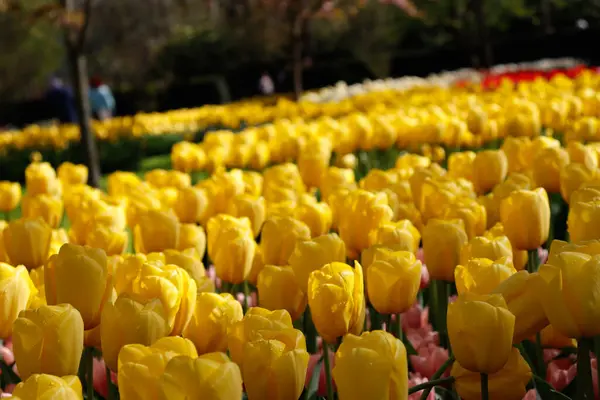 Laleler, sarı çiçekler, Hollanda, Keukenhof, Hollanda, Bahar