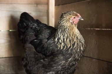 Bir çiftlikte evcil hayvan fotoğrafı.