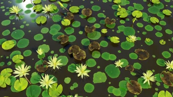 Water Lotus Lake Materiał Filmowy Filmów Sezonowych Kinematograficznych Scenie Przyrodniczej — Wideo stockowe