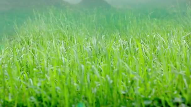 Das Natürliche Grasland Auf Den Gipfeln Die Atmosphärische Natur — Stockvideo