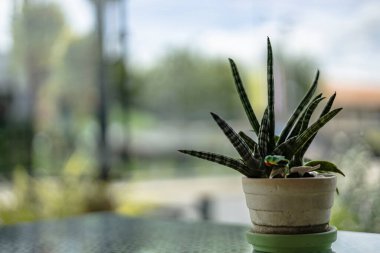 Pencere Önündeki Saksılar, reklam için arka planlar ve dekorlar ve oda sahneleri için duvar kağıtları. Dekorasyon fikirlerinde gerçek görüntüler