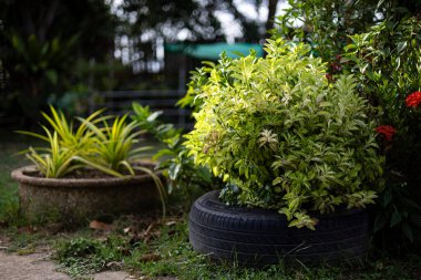 Artanları, saksı bitkileri yapmak için kullanmak, reklamlar için arka planlar ve duvar kağıtları için doğal sahneler ve açık hava manzaraları. Dekorasyon fikirlerinde gerçek görüntüler