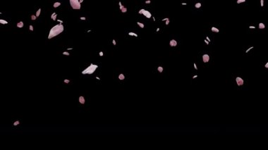 Cherry Blossom Falling, sezonluk filmler ve doğa sahnesindeki sinematikler için bir alfa hareketli görüntüdür. Sahne, başlık ve logolar için de iyi bir geçmiş..