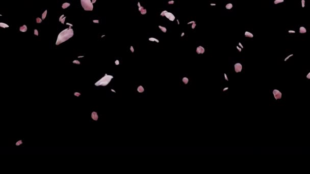 Cherry Blossom Falling Filmato Alpha Motion Film Stagionali Cinematografici Scena — Video Stock