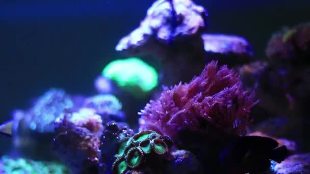 Coral Bewegingsmateriaal Voor Documentaire Films Filmische Zee Scene Ook Goede — Stockvideo
