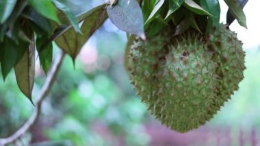 Yakından, Durian bahçesindeki ağaçta duran Durian meyvesi. Doğal Yeşil Durian Meyve Ağacı.