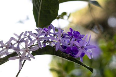 Petrea Volubilis Çiçekleri 'nin Yakın Çekimi Mor Çelenk olarak da bilinir. Mor Çiçek.