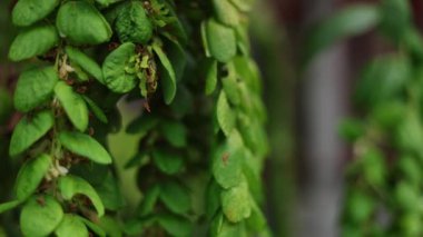 Phyllodium pulchellum 'un seçici odak noktası yaprakları, soyut yumuşak odaklı doğal arkaplanı kapatın. Phyllodium Pulchellum Bahçede Çıkıyor.