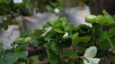 Çilek ağaçları bahçede beyaz plastik torbalarda yetişir..