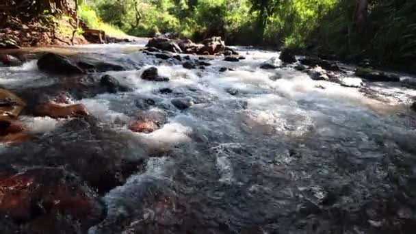 Flusswasserfall Der Waldlandschaft Waldbäume Flusswasserlandschaften Flusslauf Den Bergen Gebirgsfluss Wald — Stockvideo