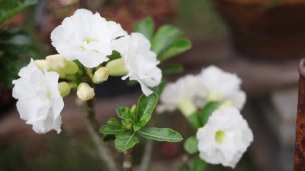 Biały Kwiat Adenium Kwitnący Ogrodzie Biała Wielowarstwowa Adenium Ogrodzie — Wideo stockowe