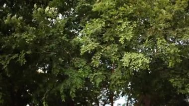 Rüzgar hareket eder ve ağaçların dallarını hışırdatır. Rüzgar ağacın yeşil yapraklarını hareket ettirir..
