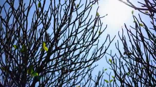 Пішохідний Погляд Осінній Зимовий Ліс Заході Сонця Безлистяні Дерева Гілки — стокове відео