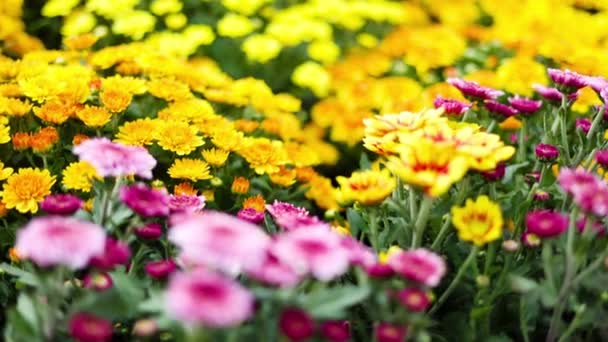 Många Dahlior Trädgården Blomsterfält Med Olika Färger Dahlias Trädgårdsväxter Starkt — Stockvideo