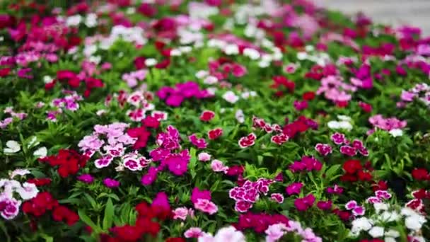 Κοντινό Πλάνο Του Dianthus Chinensis Λουλούδια Που Φυτρώνουν Στον Κήπο — Αρχείο Βίντεο