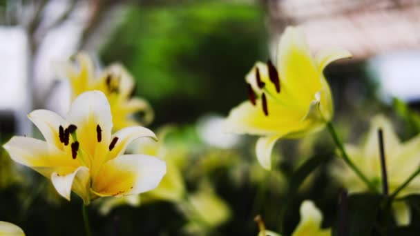 Piękna Biała Lilia Ogrodzie Zamknij Drzwi Wybiórcze Skupienie Piękne Kwiaty — Wideo stockowe