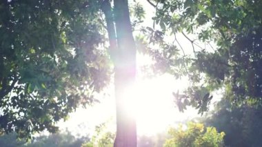 Park Ormanı 'nın dibindeki kamera. Yeşil ağaçlar yaz arkaplanı. Geniş açı, ağaçlar, güneşli gökyüzü. Aşağıdan yukarıya bakan ağaç resimleri.