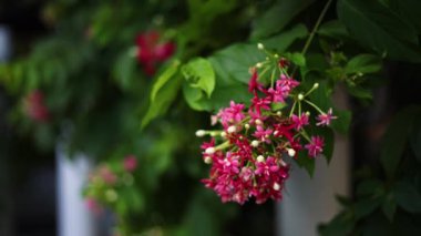 Quisqualis Indica çiçeği, Çin hanımeli, Rangoon Creeper veya Combretum indicum. Çin Bal Emici Çiçekleri. 