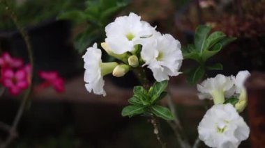 Beyaz Adenyum obesum çiçeğinin saf zarafeti, Çöl Gülü 'nün hassas bir çeşidi, sadeliği ve zarafetiyle parlar.. 