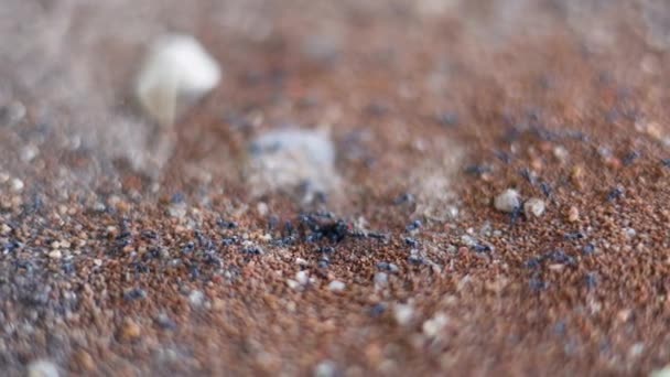 Primer Plano Familia Hormigas Las Hormiguitas Negras Están Trabajando Hormigas — Vídeos de Stock