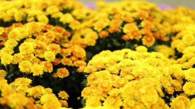 Yellow Dahlia Hybride, Footage for Nature films and cinematic in flowers scene. Also good background for scene and titles.