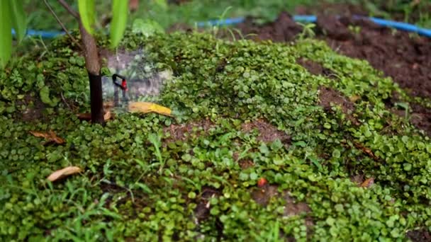 Mini Sprinkler Supplying Water Trees Footage Nature Films Cinematic Garden — Vídeo de Stock
