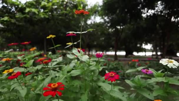 Colorful Flowers Flower Garden Swaying Wind Footage Nature Films Cinematic — Stock Video