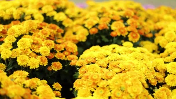 Yellow Dahlia Hybride Footage Nature Films Cinematic Flowers Scene Also — Αρχείο Βίντεο
