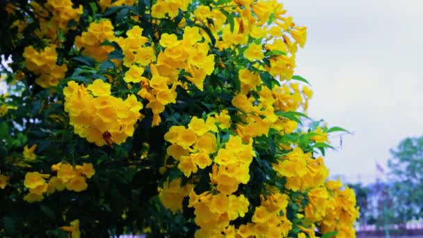 Yellow Dahlia Hybride Footage Nature Films Cinematic Flowers Scene Also — Vídeos de Stock