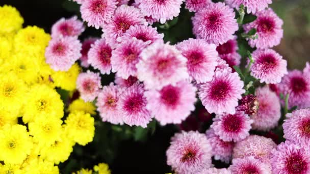 Magenta Dahlia Hybride 园艺植物 色彩艳丽 色彩斑斓 供公园 露台用 — 图库视频影像