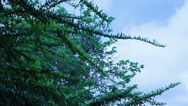 Green Foliage Blue Sky Background Green Leaf Branch Mexican Calabash — Vídeo de stock