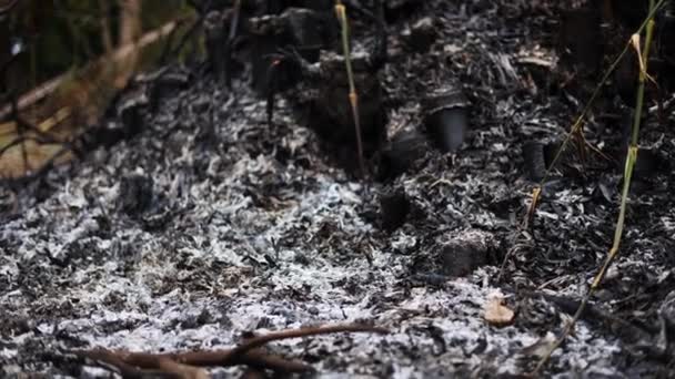 Cinzas Queima Troncos Bambu Raízes Árvore Bambu Queima Mas Apenas — Vídeo de Stock