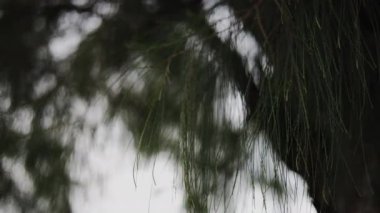 Yeşil çam iğneleri. Genç çam ağaçları. Yakın plan.. 